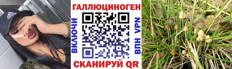 купить   Заозёрный  Галлюциногенные грибы Psilocybine cubensis 
